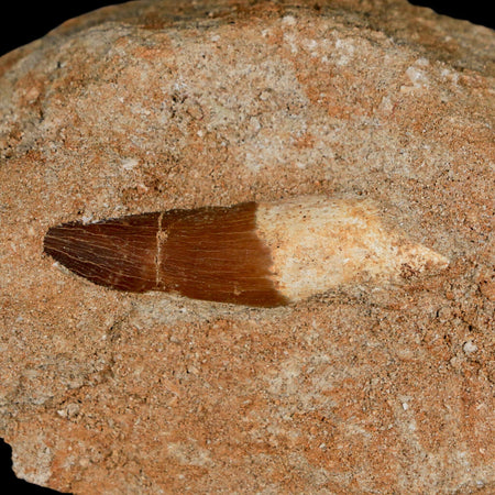 1.7" Plesiosaur Zarafasaura Tooth Fossil In Matrix Cretaceous Dinosaur Era COA