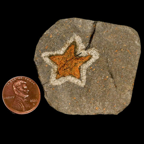 18MM Brittle Star Petraster Starfish Fossil Ordovician Age Blekus Morocco COA - Fossil Age Minerals