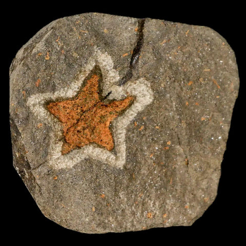 18MM Brittle Star Petraster Starfish Fossil Ordovician Age Blekus Morocco COA - Fossil Age Minerals