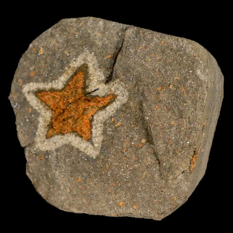 18MM Brittle Star Petraster Starfish Fossil Ordovician Age Blekus Morocco COA - Fossil Age Minerals