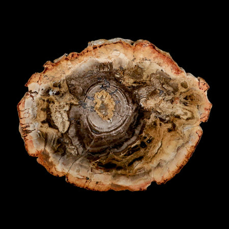 4.8" Fossilized Polished Petrified Wood Branch Madagascar 66-225 Million Yrs Old