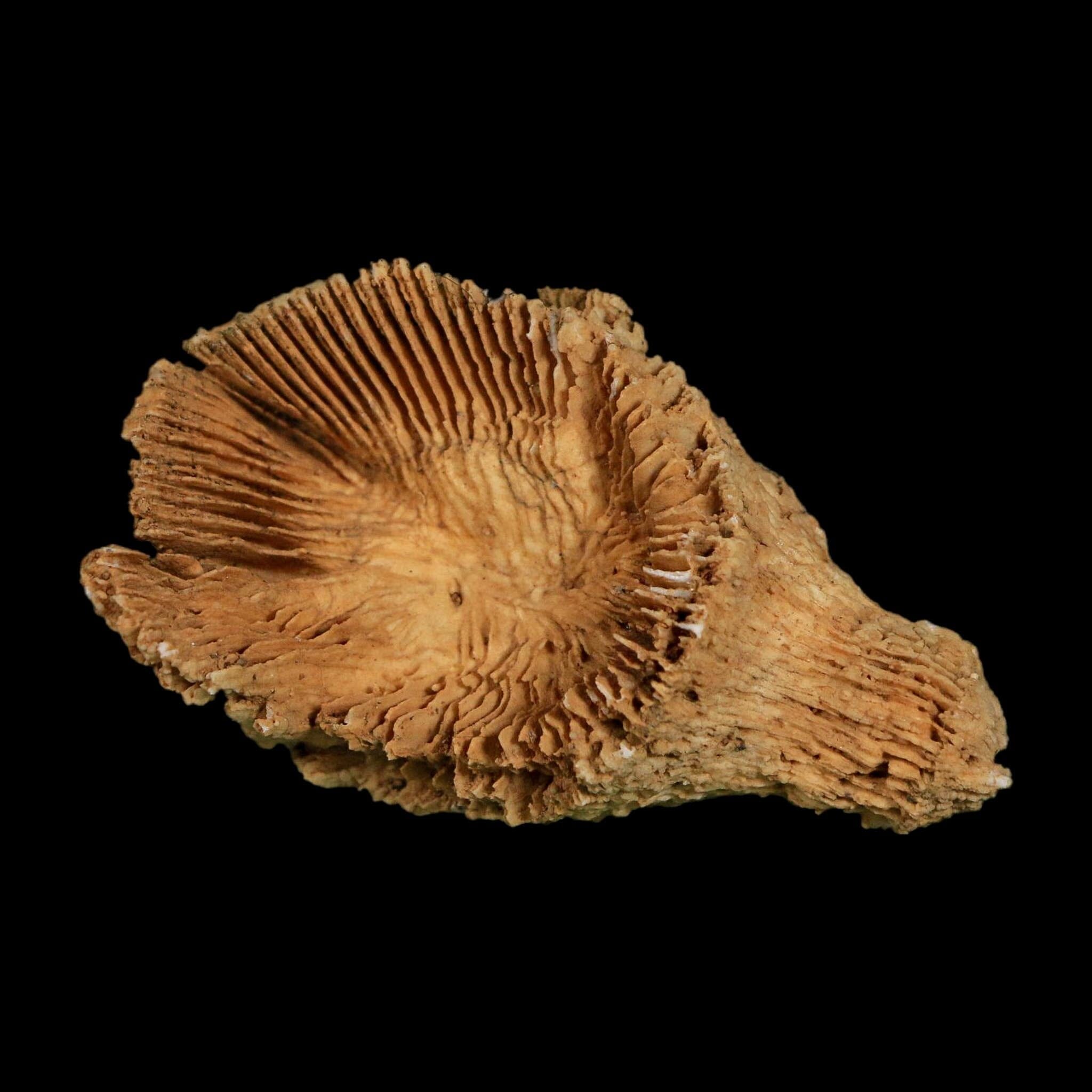 2.6" Rugose Horn Coral Fossil Devonian Age Speed Quarry, Clark County, Indiana