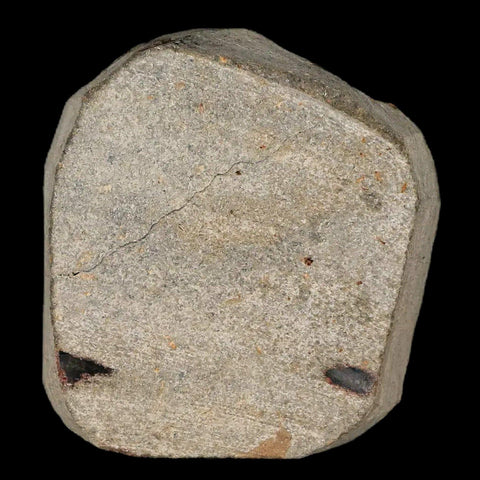 18MM Brittle Star Petraster Starfish Fossil Ordovician Age Blekus Morocco COA - Fossil Age Minerals