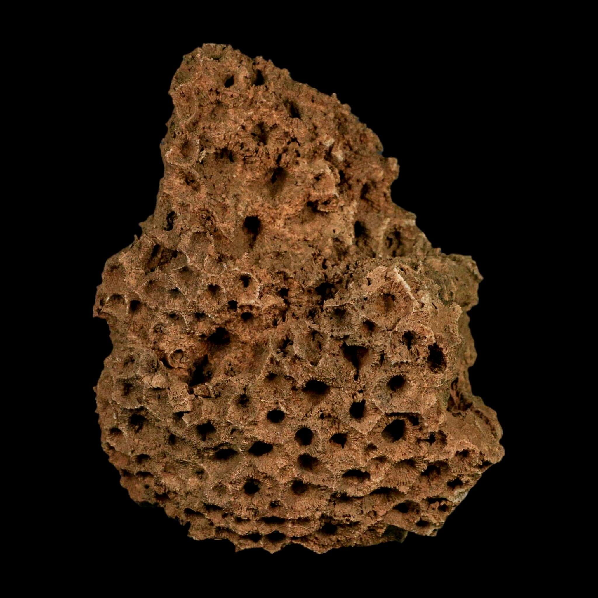 3.9" Colonial Rugose Coral Fossil Devonian Age Speed Quarry, Clark County, Indiana - Fossil Age Minerals