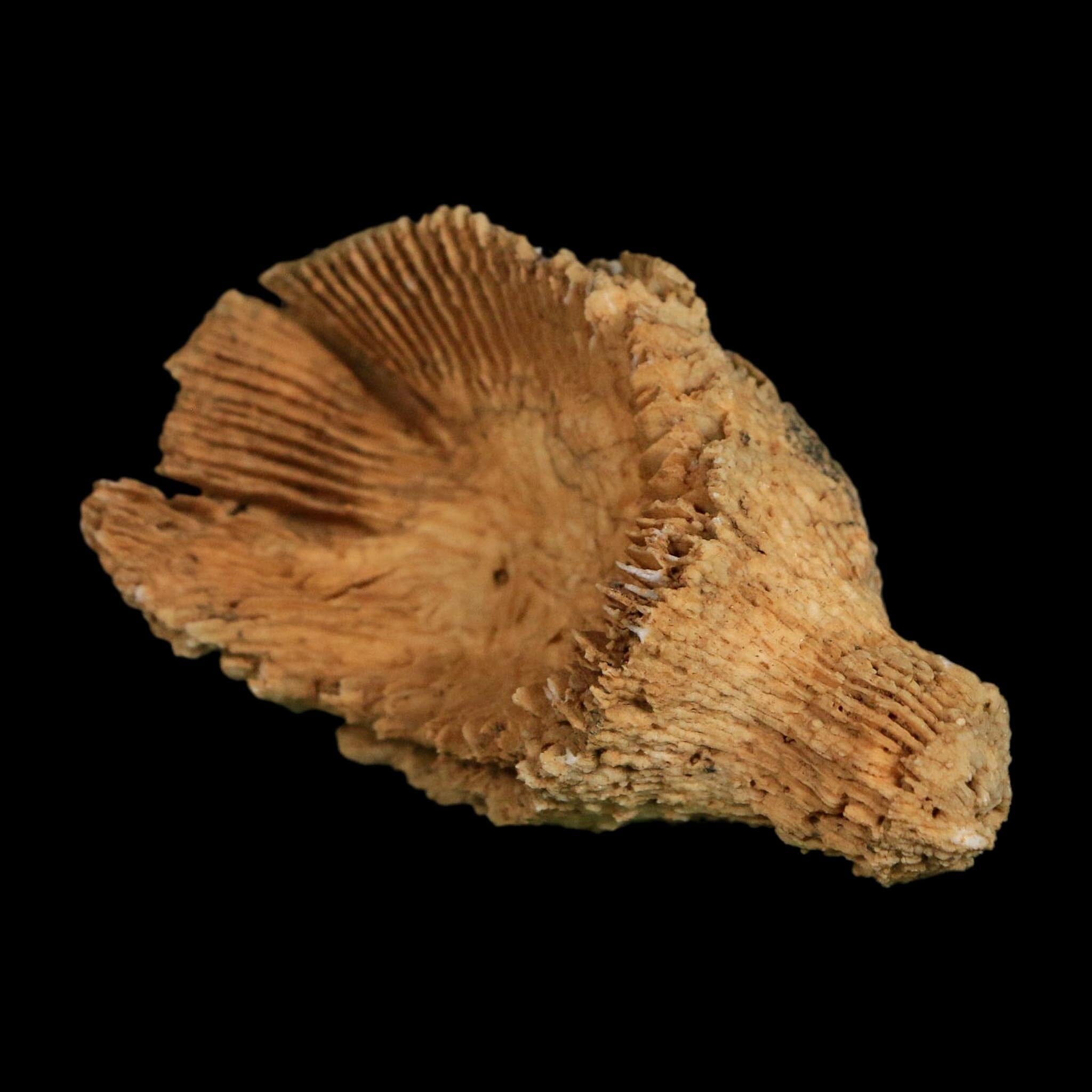 2.6" Rugose Horn Coral Fossil Devonian Age Speed Quarry, Clark County, Indiana