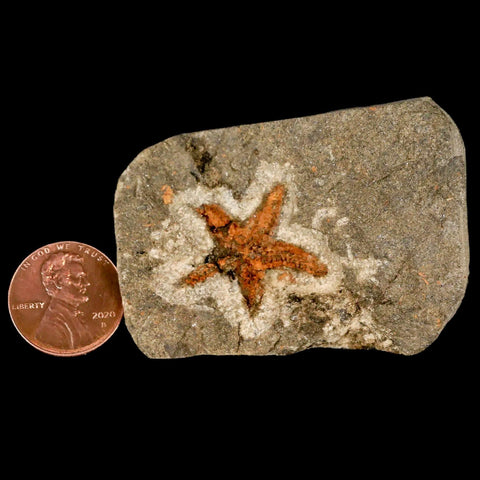 22MM Brittle Star Petraster Starfish Fossil Ordovician Age Blekus Morocco COA - Fossil Age Minerals