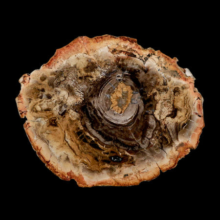 4.8" Fossilized Polished Petrified Wood Branch Madagascar 66-225 Million Yrs Old