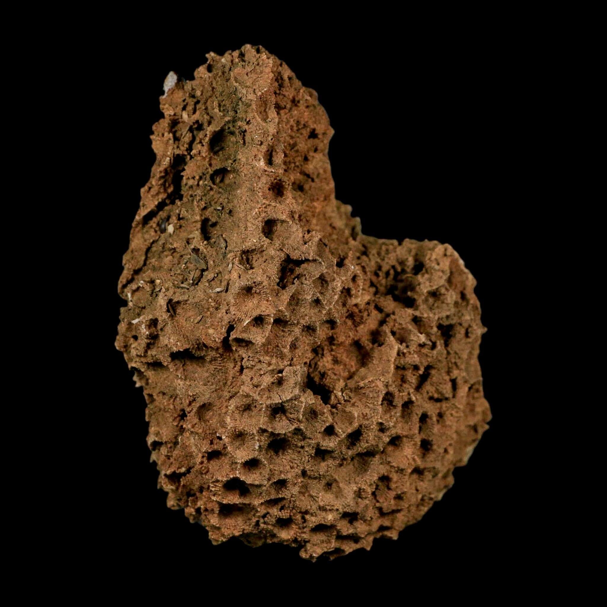 3.9" Colonial Rugose Coral Fossil Devonian Age Speed Quarry, Clark County, Indiana - Fossil Age Minerals