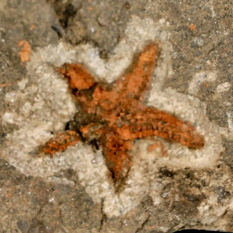 22MM Brittle Star Petraster Starfish Fossil Ordovician Age Blekus Morocco COA - Fossil Age Minerals