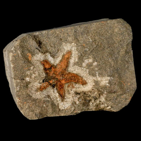 22MM Brittle Star Petraster Starfish Fossil Ordovician Age Blekus Morocco COA - Fossil Age Minerals