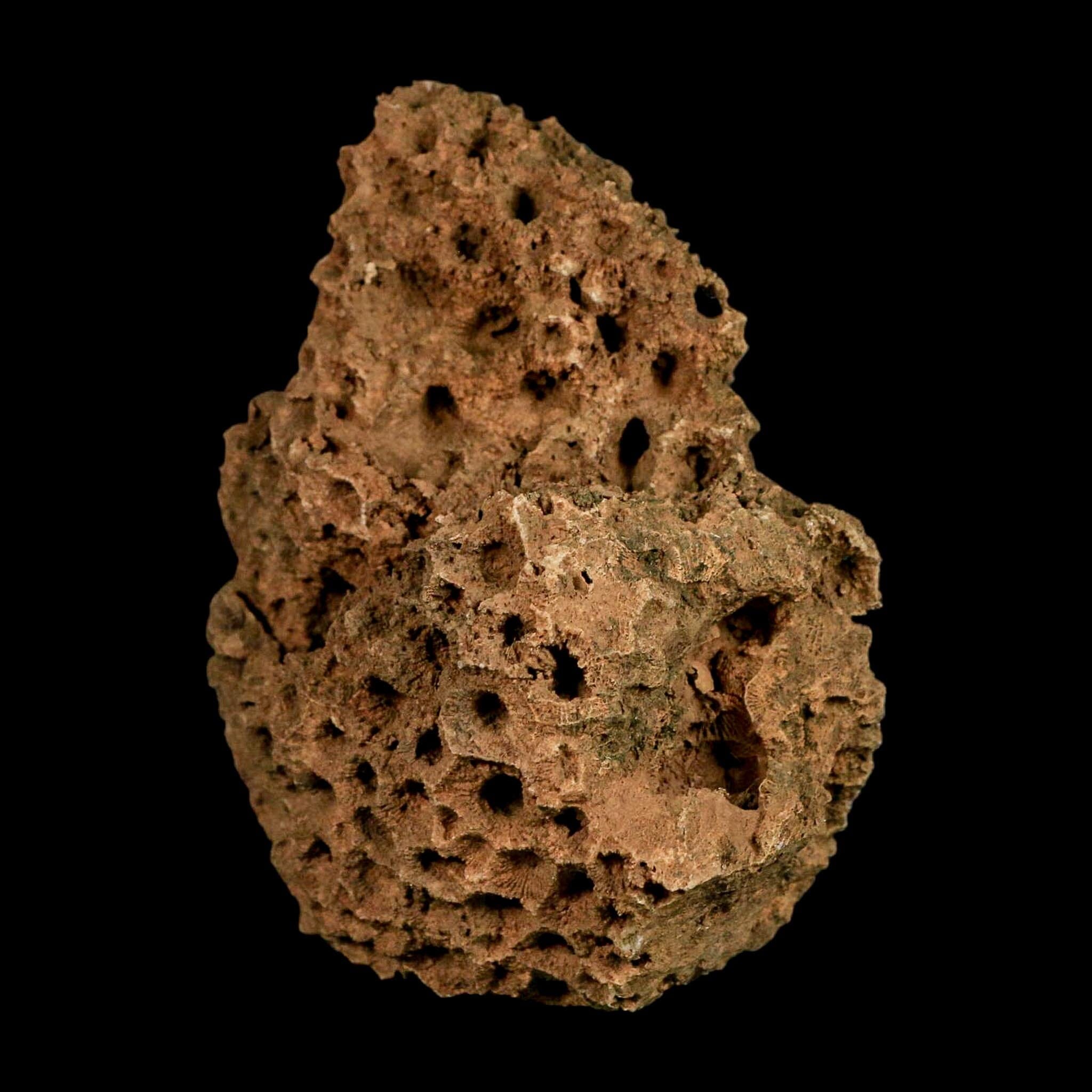 3.9" Colonial Rugose Coral Fossil Devonian Age Speed Quarry, Clark County, Indiana - Fossil Age Minerals
