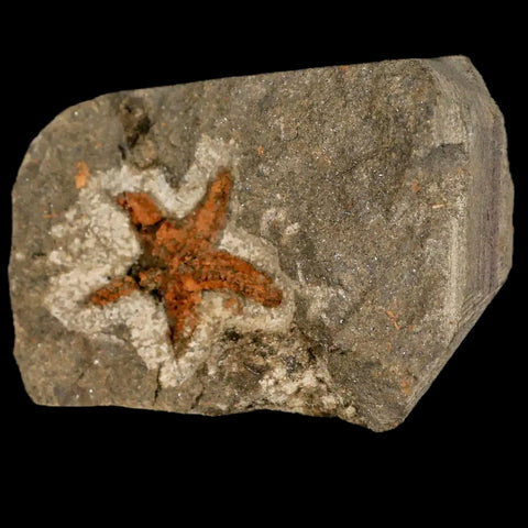 22MM Brittle Star Petraster Starfish Fossil Ordovician Age Blekus Morocco COA - Fossil Age Minerals