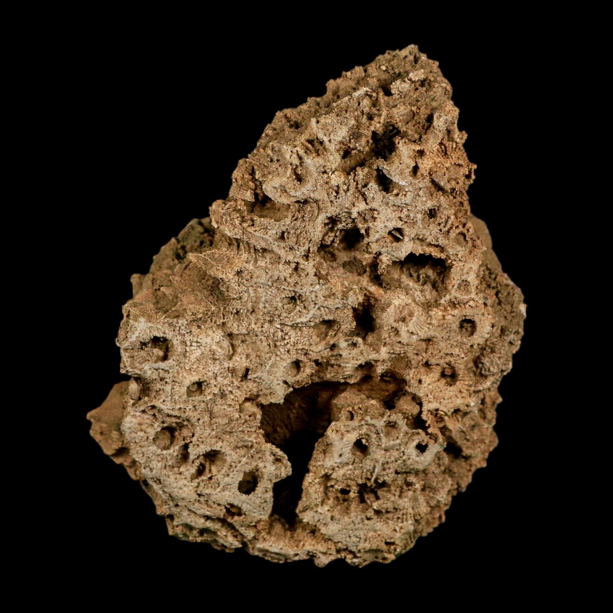 3.9" Colonial Rugose Coral Fossil Devonian Age Speed Quarry, Clark County, Indiana - Fossil Age Minerals