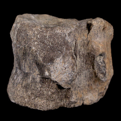 2.1" Maiasaura Hadrosaur Dinosaur Vertebrae Bone Fossil Two Medicine FM MT COA - Fossil Age Minerals