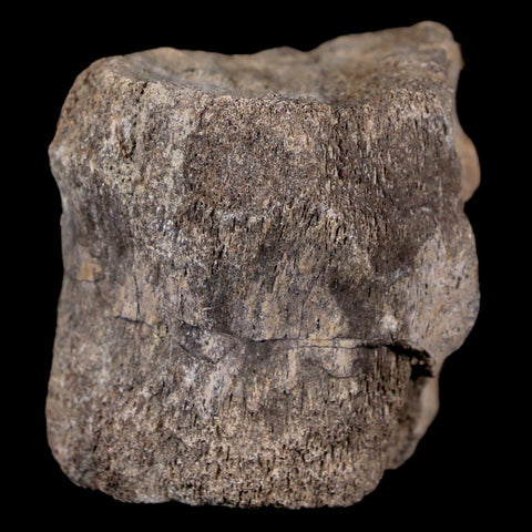 2.1" Maiasaura Hadrosaur Dinosaur Vertebrae Bone Fossil Two Medicine FM MT COA - Fossil Age Minerals