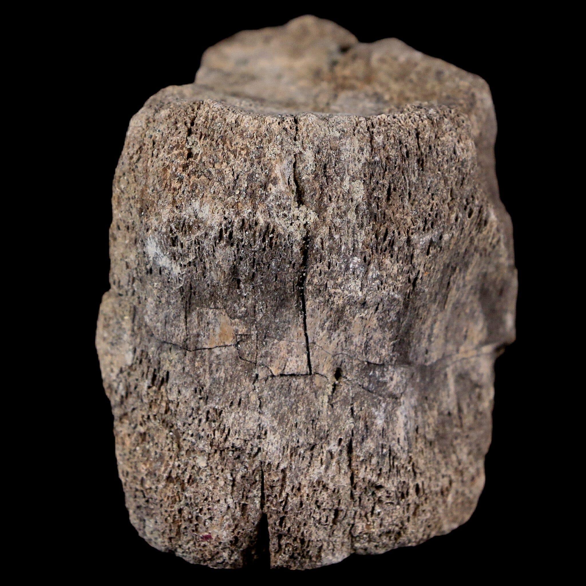 2.1" Maiasaura Hadrosaur Dinosaur Vertebrae Bone Fossil Two Medicine FM MT COA - Fossil Age Minerals