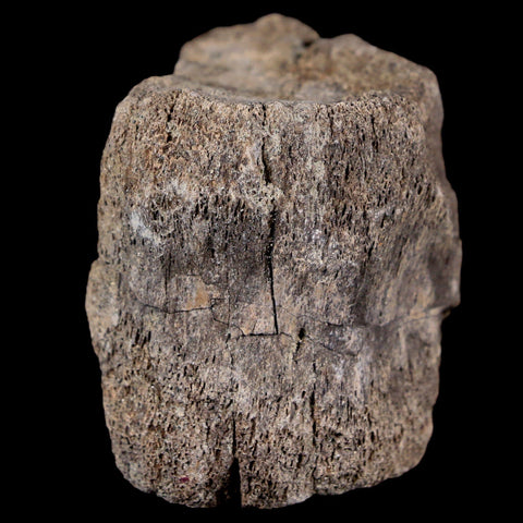 2.1" Maiasaura Hadrosaur Dinosaur Vertebrae Bone Fossil Two Medicine FM MT COA - Fossil Age Minerals