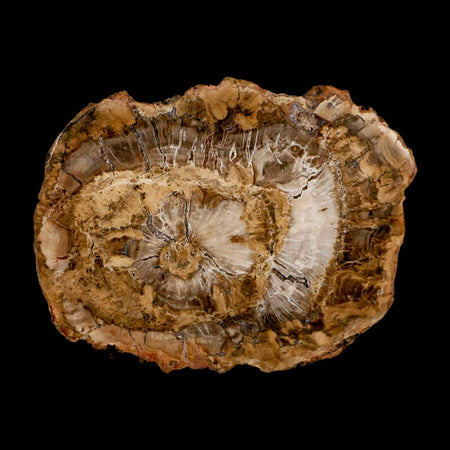 5" Fossilized Polished Petrified Wood Branch Madagascar 66-225 Million Yrs Old