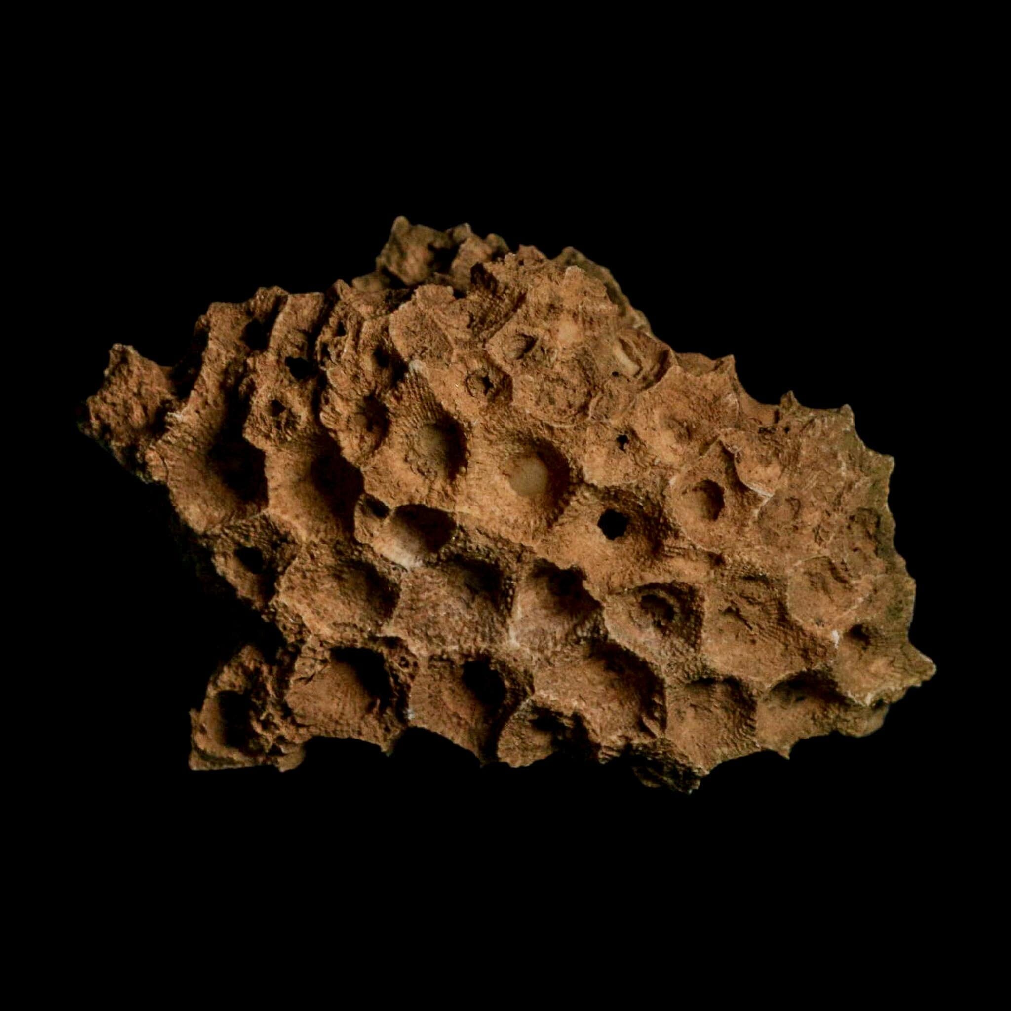 3.1" Colonial Rugose Coral Fossil Devonian Age Speed Quarry, Clark County, Indiana - Fossil Age Minerals