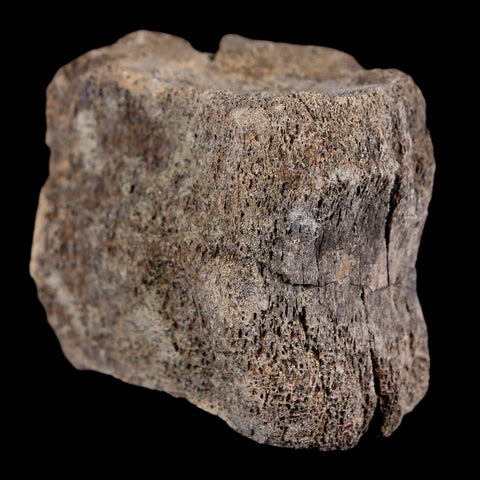 2.1" Maiasaura Hadrosaur Dinosaur Vertebrae Bone Fossil Two Medicine FM MT COA - Fossil Age Minerals