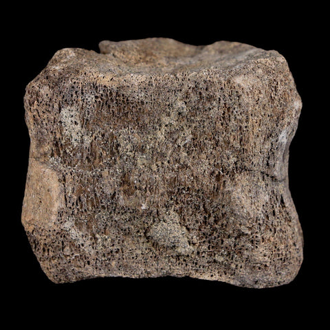 2.1" Maiasaura Hadrosaur Dinosaur Vertebrae Bone Fossil Two Medicine FM MT COA - Fossil Age Minerals