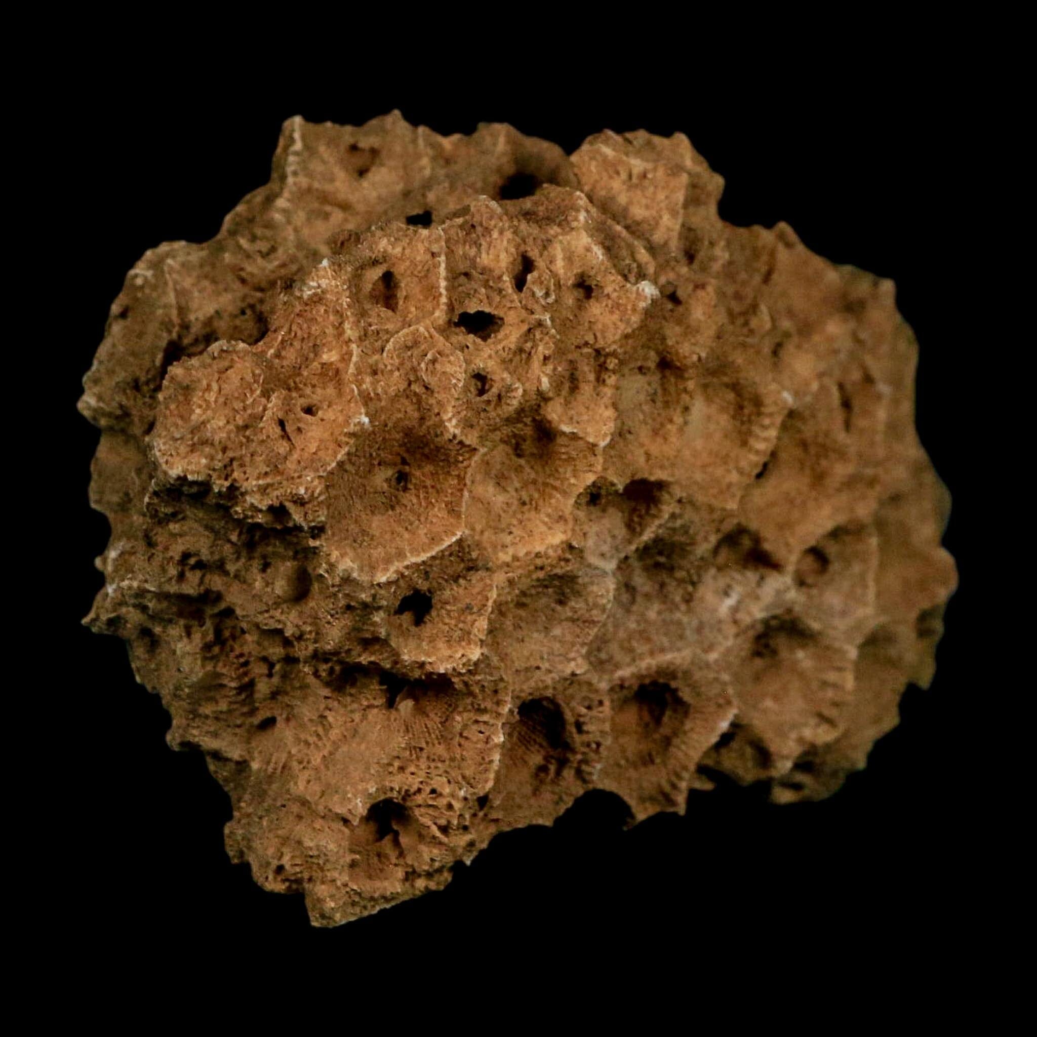 3.1" Colonial Rugose Coral Fossil Devonian Age Speed Quarry, Clark County, Indiana - Fossil Age Minerals