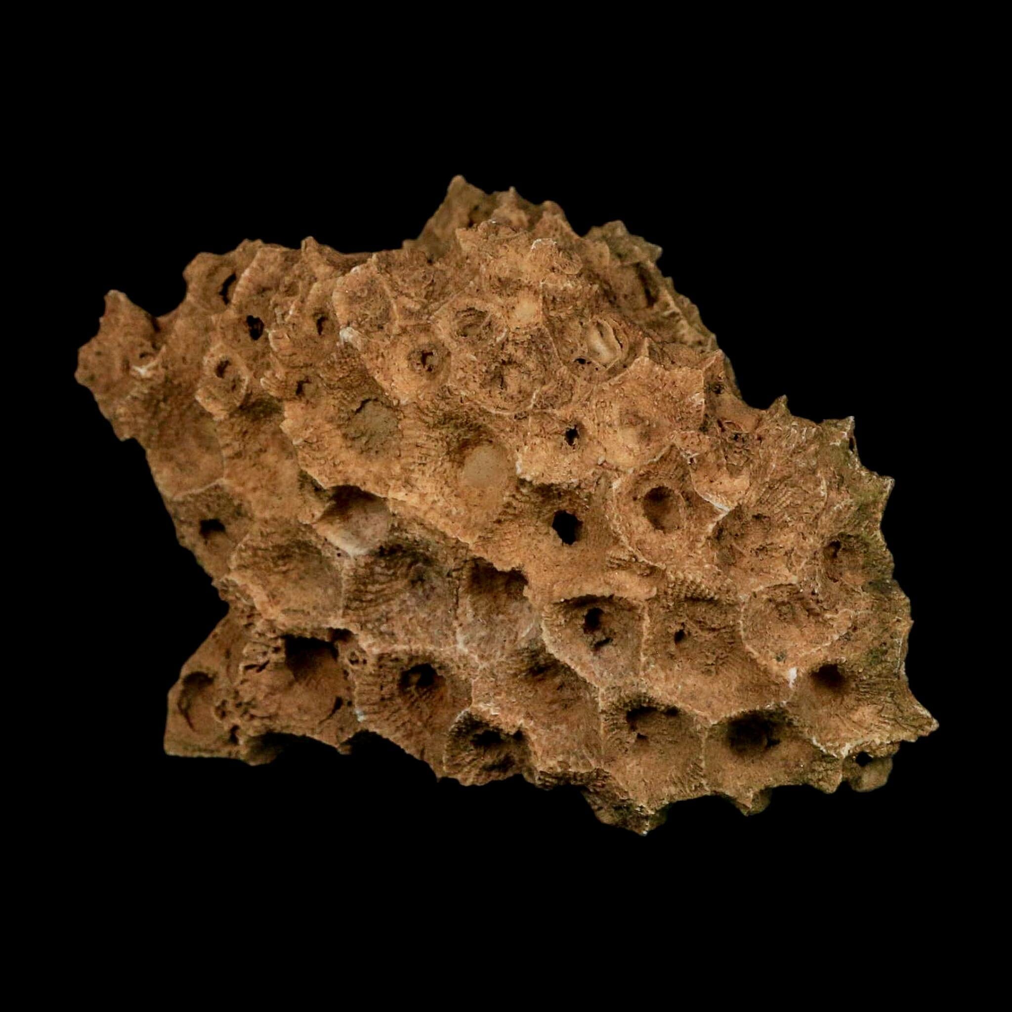 3.1" Colonial Rugose Coral Fossil Devonian Age Speed Quarry, Clark County, Indiana - Fossil Age Minerals