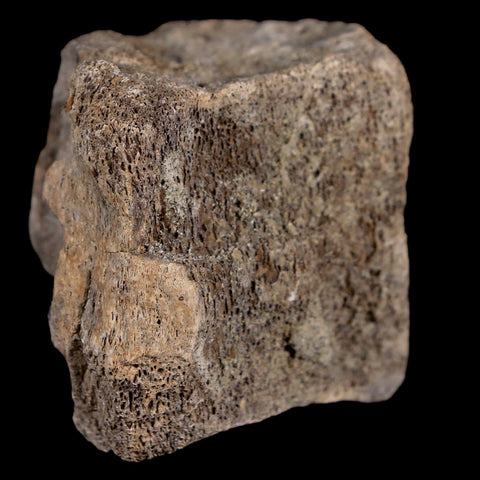 2.1" Maiasaura Hadrosaur Dinosaur Vertebrae Bone Fossil Two Medicine FM MT COA - Fossil Age Minerals