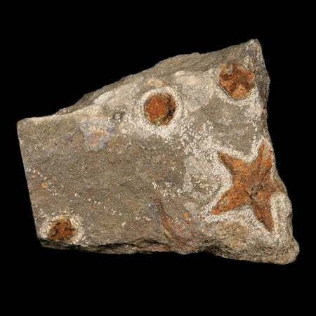 28MM Brittle Star Petraster Starfish Fossil Ordovician Age Blekus Morocco COA