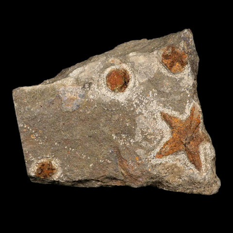 28MM Brittle Star Petraster Starfish Fossil Ordovician Age Blekus Morocco COA - Fossil Age Minerals