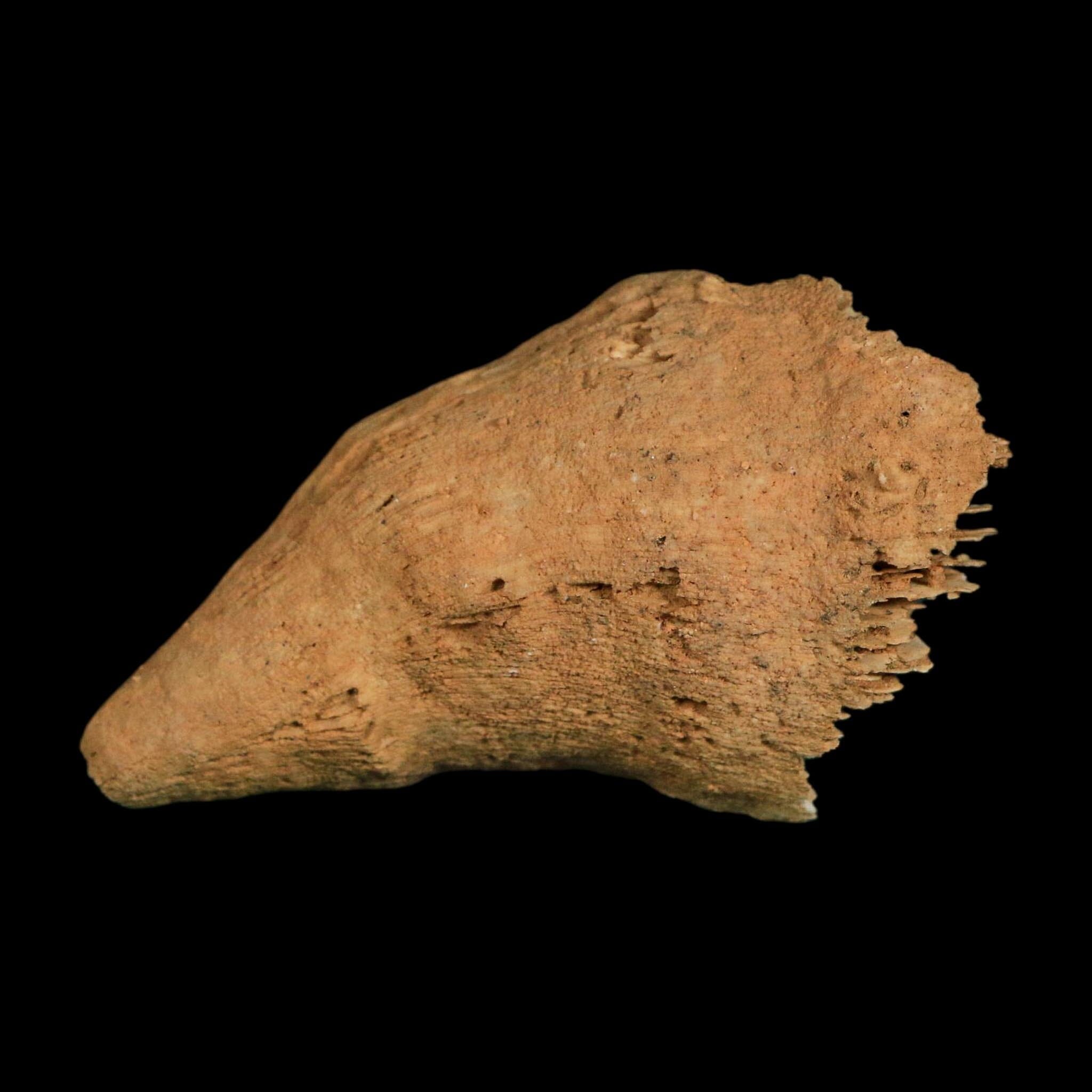 2.9" Rugose Horn Coral Fossil Devonian Age Speed Quarry, Clark County, Indiana