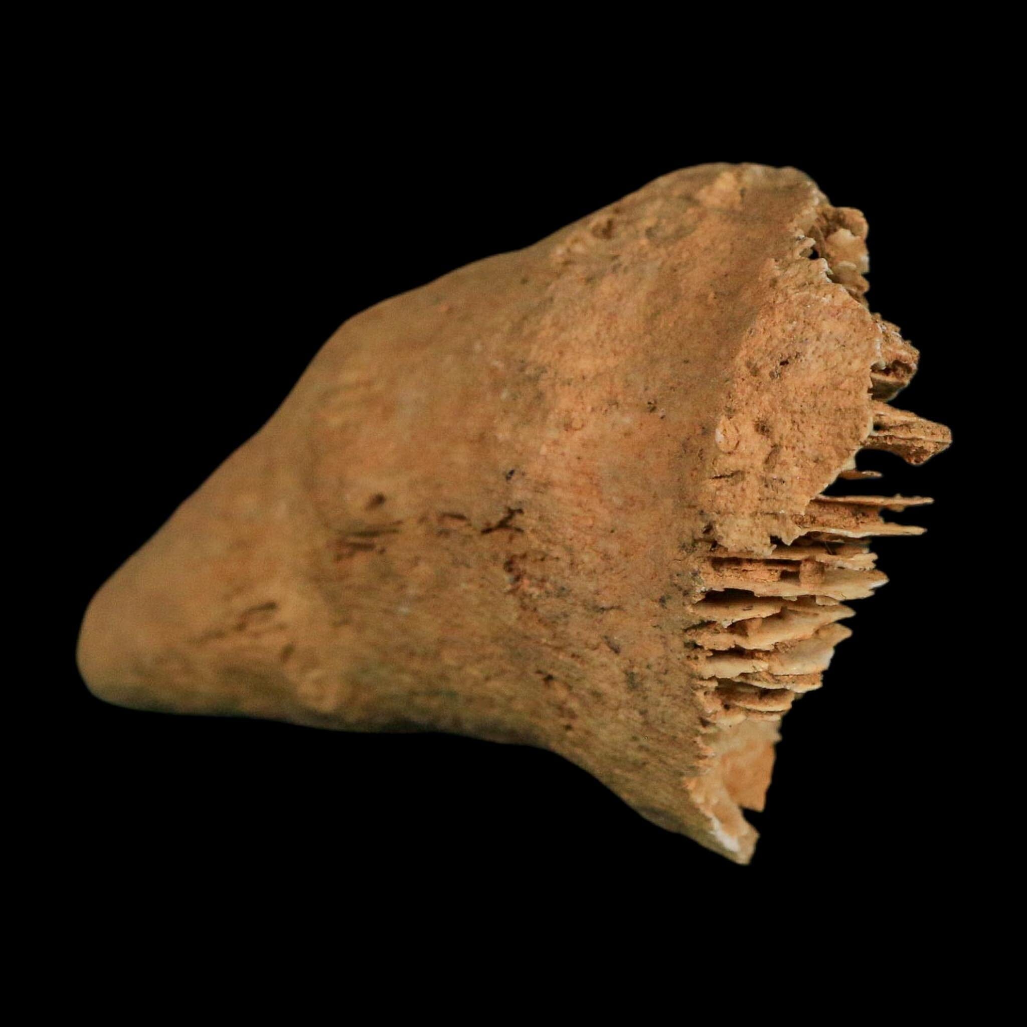 2.9" Rugose Horn Coral Fossil Devonian Age Speed Quarry, Clark County, Indiana