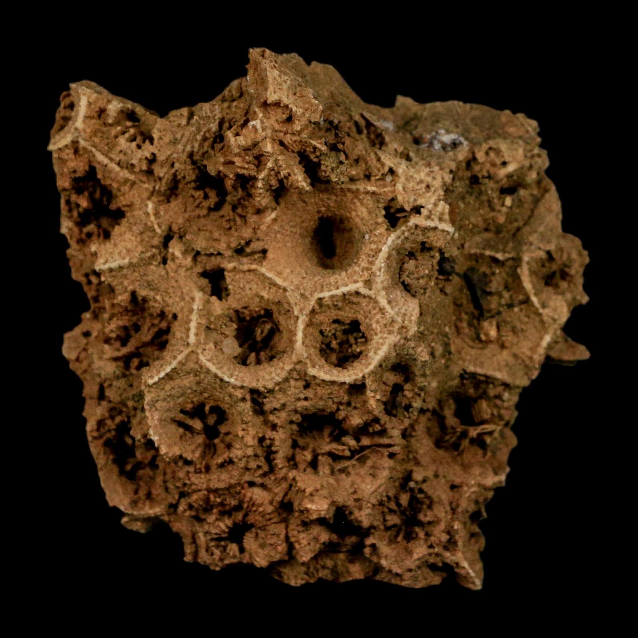 2.4" Colonial Rugose Coral Fossil Devonian Age Speed Quarry, Clark County, Indiana - Fossil Age Minerals