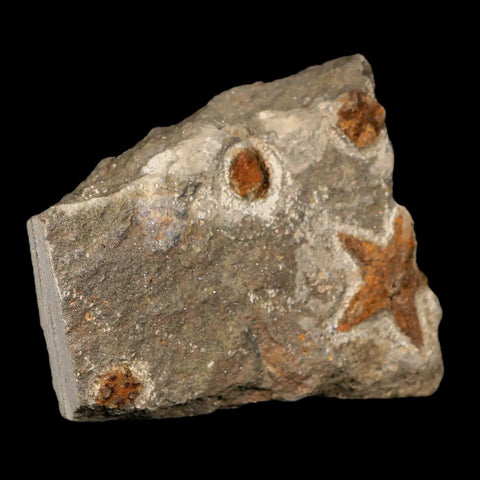 28MM Brittle Star Petraster Starfish Fossil Ordovician Age Blekus Morocco COA - Fossil Age Minerals