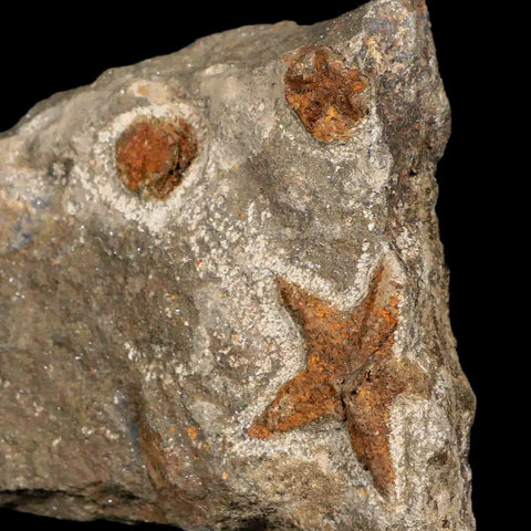 28MM Brittle Star Petraster Starfish Fossil Ordovician Age Blekus Morocco COA - Fossil Age Minerals