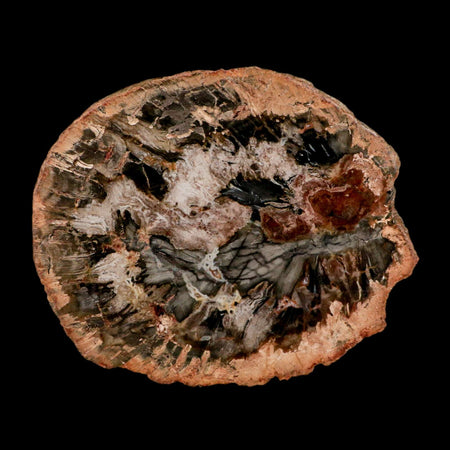 4.7" Fossilized Polished Petrified Wood Branch Madagascar 66-225 Million Yrs Old