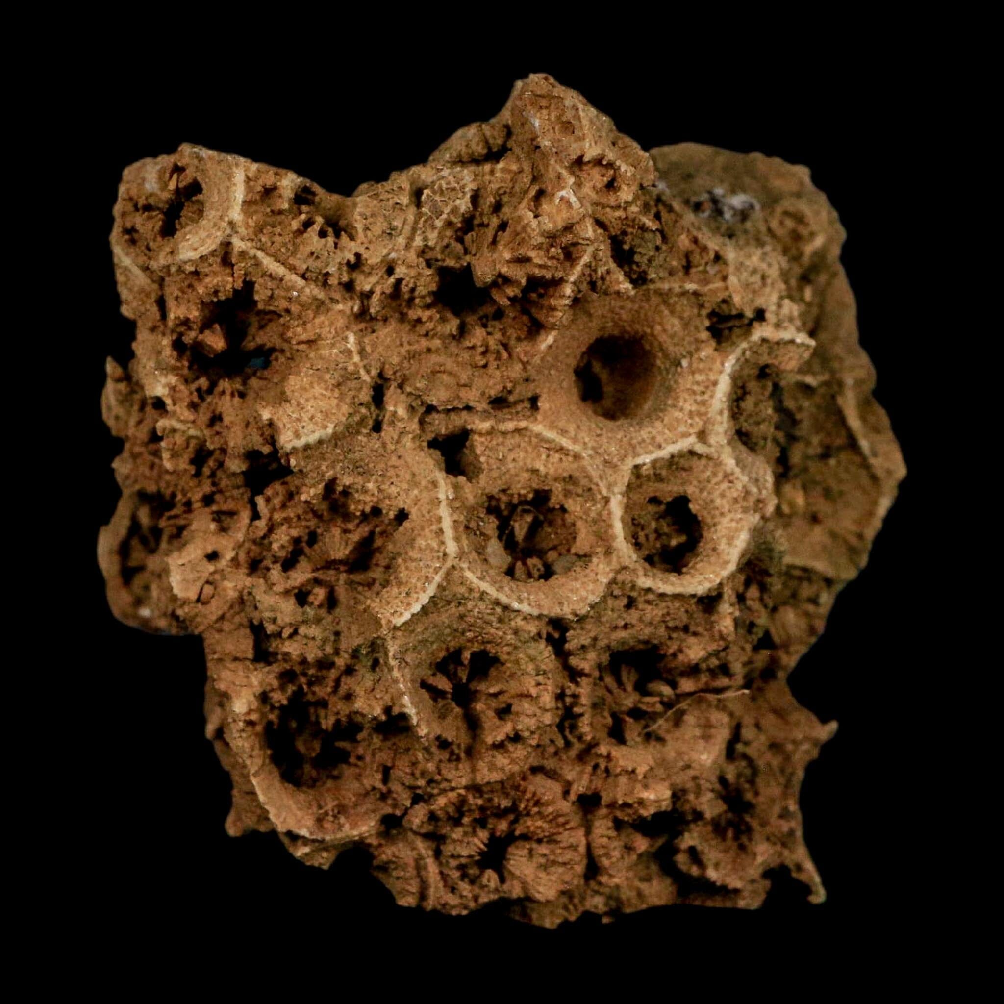 2.4" Colonial Rugose Coral Fossil Devonian Age Speed Quarry, Clark County, Indiana - Fossil Age Minerals