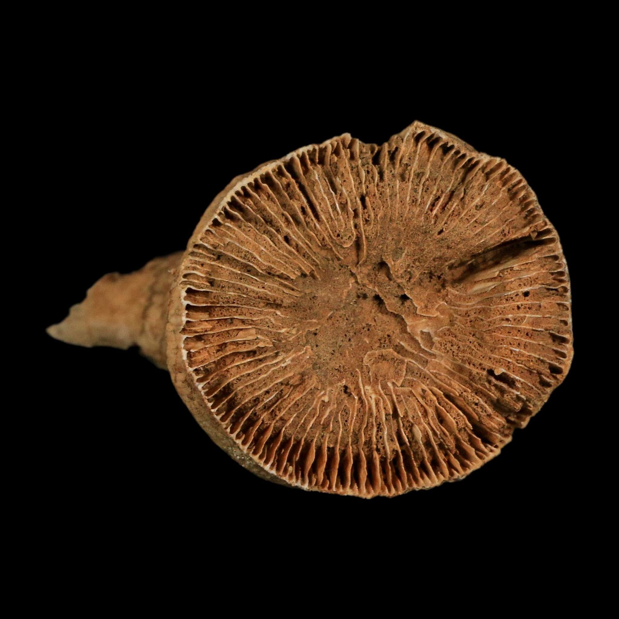 3" Rugose Horn Coral Fossil Devonian Age Speed Quarry, Clark County, Indiana