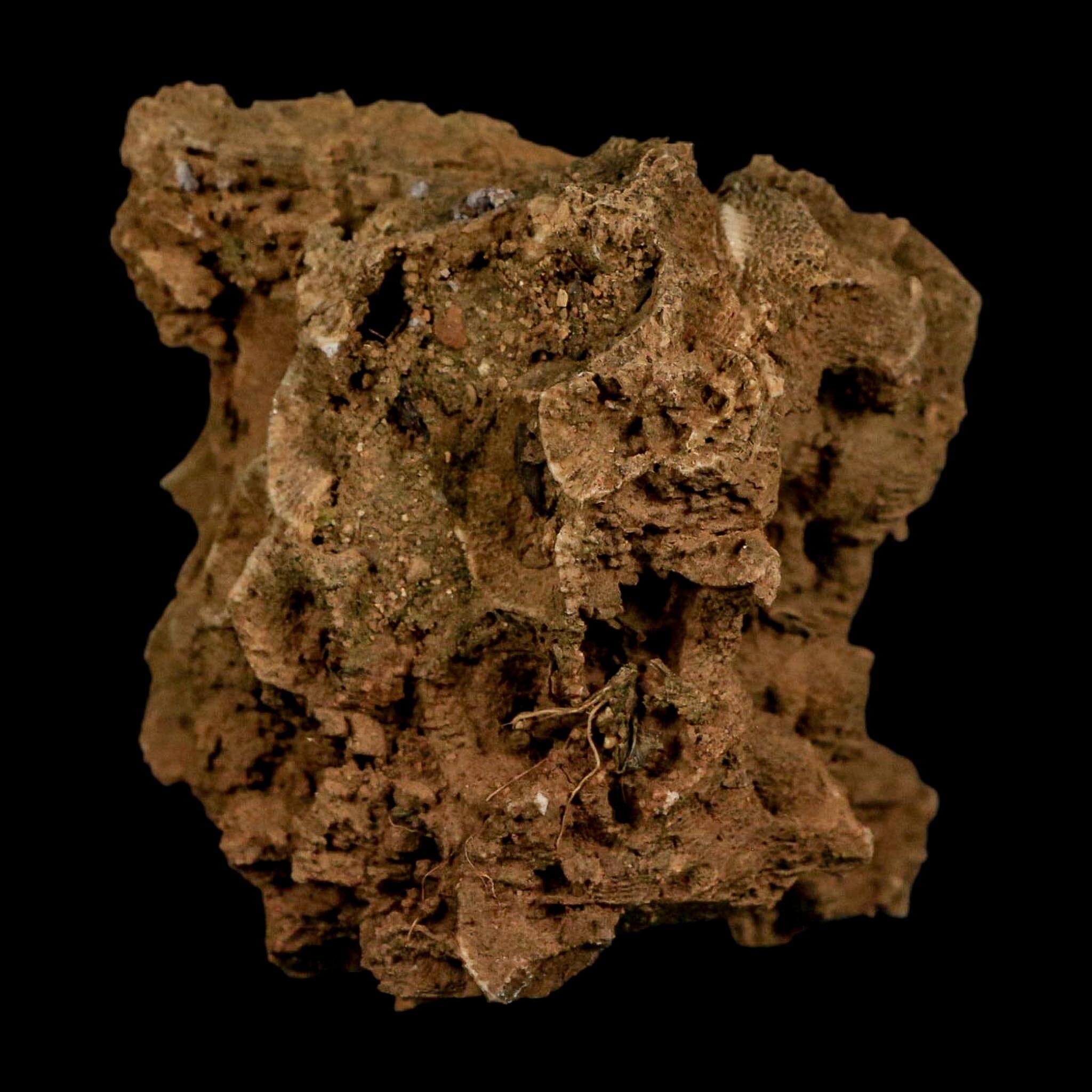 2.4" Colonial Rugose Coral Fossil Devonian Age Speed Quarry, Clark County, Indiana - Fossil Age Minerals