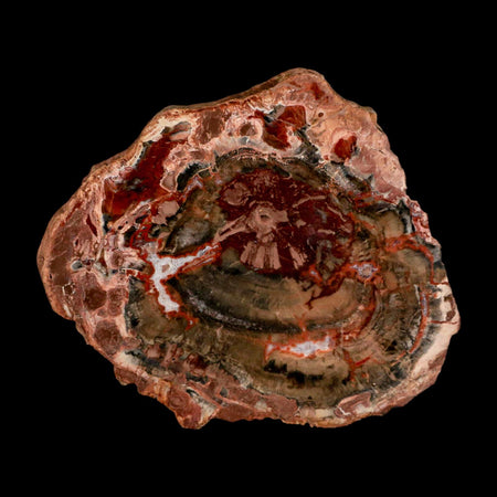 4.9" Fossilized Polished Petrified Wood Branch Madagascar 66-225 Million Yrs Old