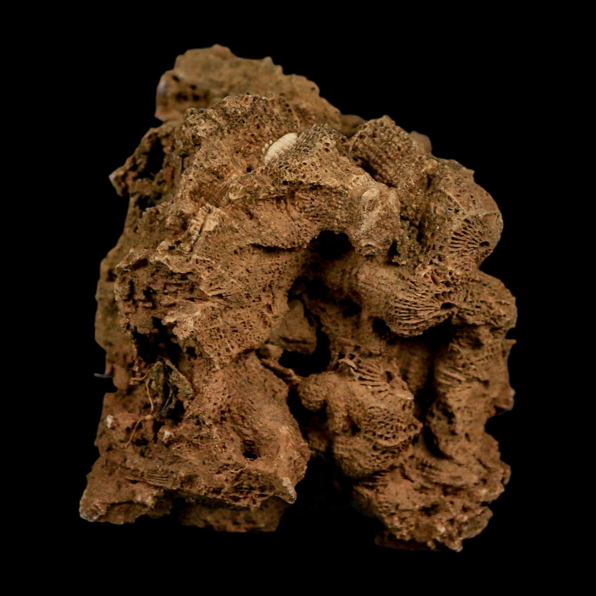 2.4" Colonial Rugose Coral Fossil Devonian Age Speed Quarry, Clark County, Indiana - Fossil Age Minerals
