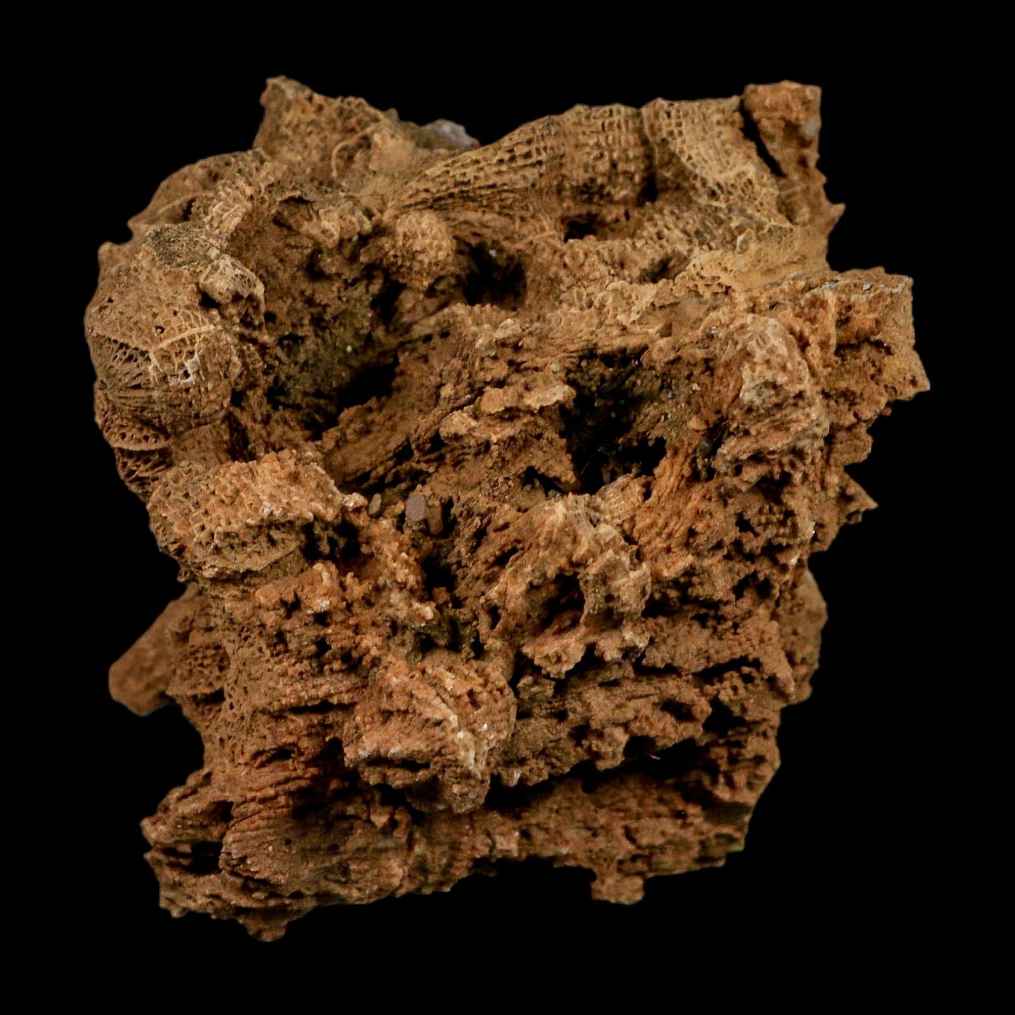 2.4" Colonial Rugose Coral Fossil Devonian Age Speed Quarry, Clark County, Indiana - Fossil Age Minerals