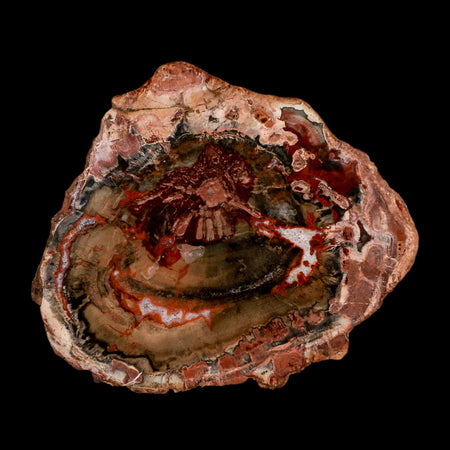 4.9" Fossilized Polished Petrified Wood Branch Madagascar 66-225 Million Yrs Old