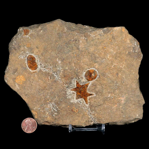 31MM Brittle Star Petraster Starfish Fossil Ordovician Age Blekus Morocco COA - Fossil Age Minerals