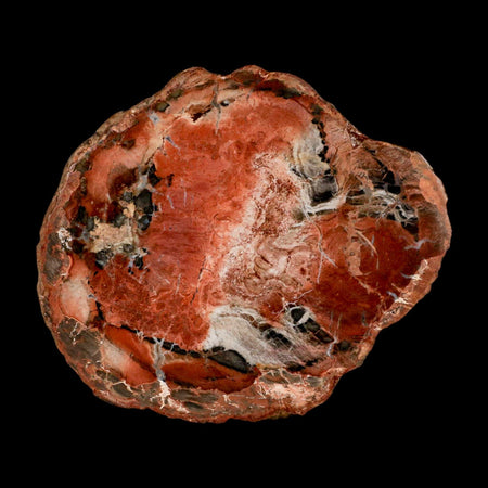 4.5" Fossilized Polished Petrified Wood Branch Madagascar 66-225 Million Yrs Old