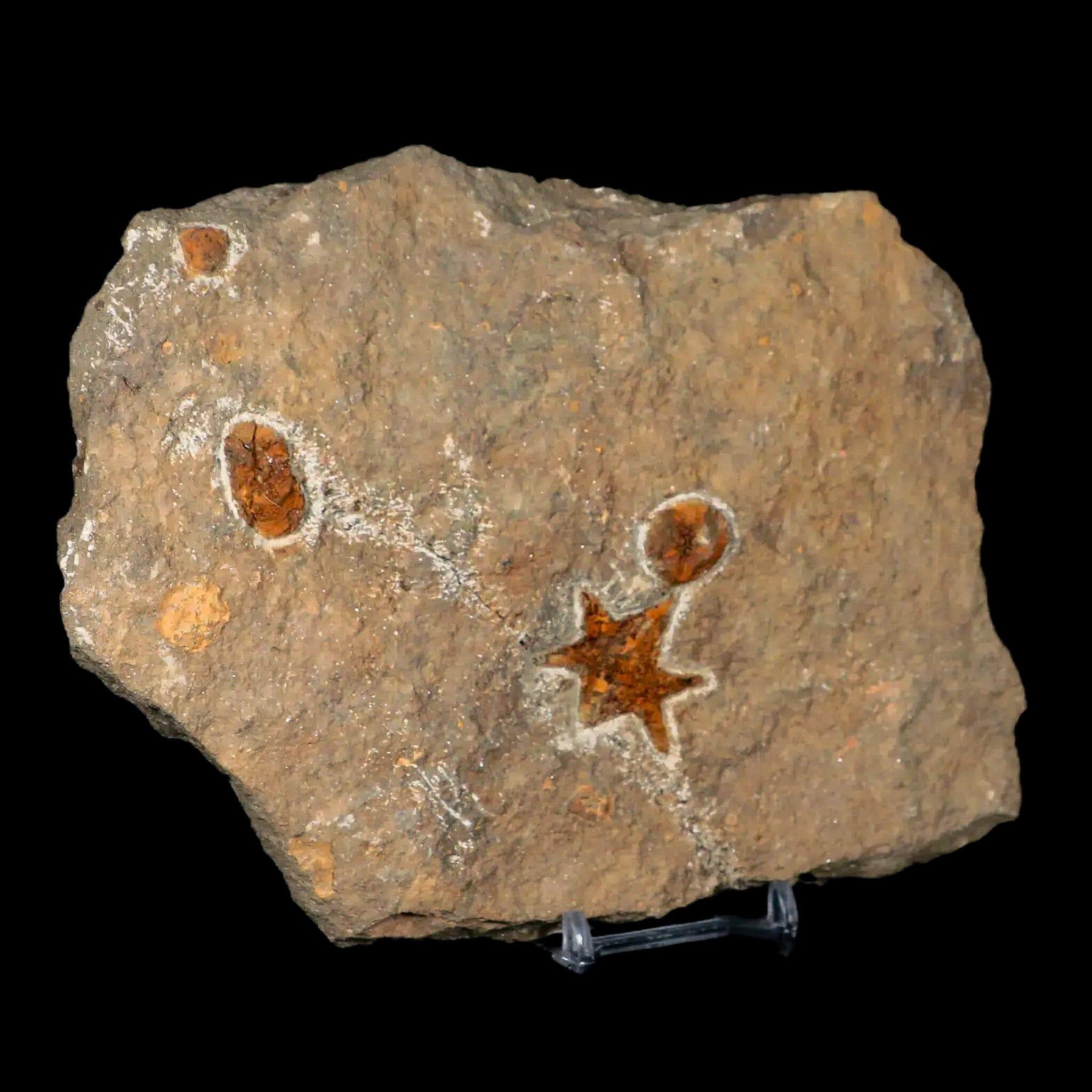 31MM Brittle Star Petraster Starfish Fossil Ordovician Age Blekus Morocco COA - Fossil Age Minerals