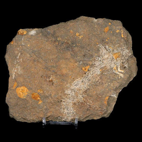 31MM Brittle Star Petraster Starfish Fossil Ordovician Age Blekus Morocco COA - Fossil Age Minerals