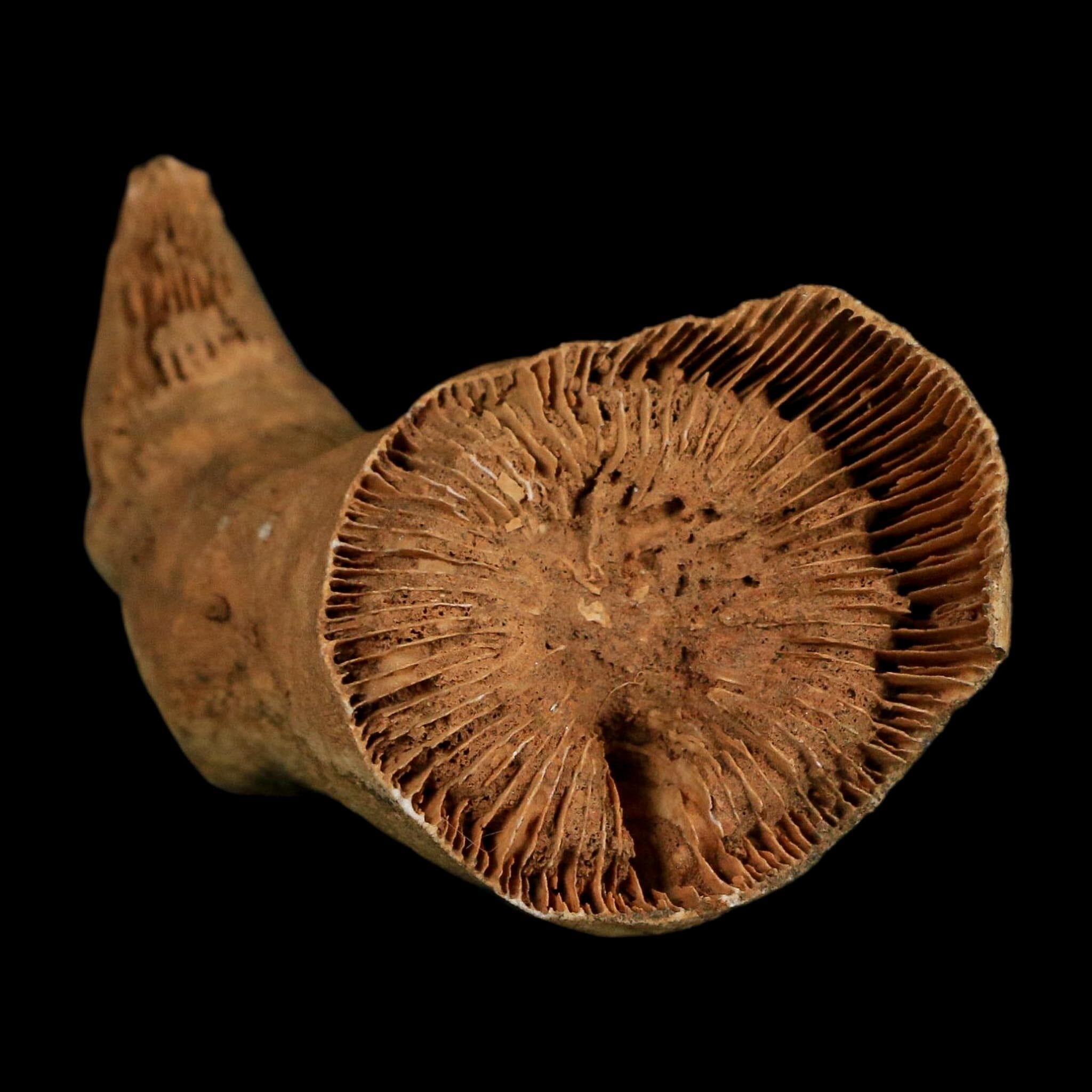 3.2" Rugose Horn Coral Fossil Devonian Age Speed Quarry, Clark County, Indiana