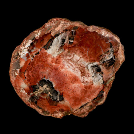 4.5" Fossilized Polished Petrified Wood Branch Madagascar 66-225 Million Yrs Old