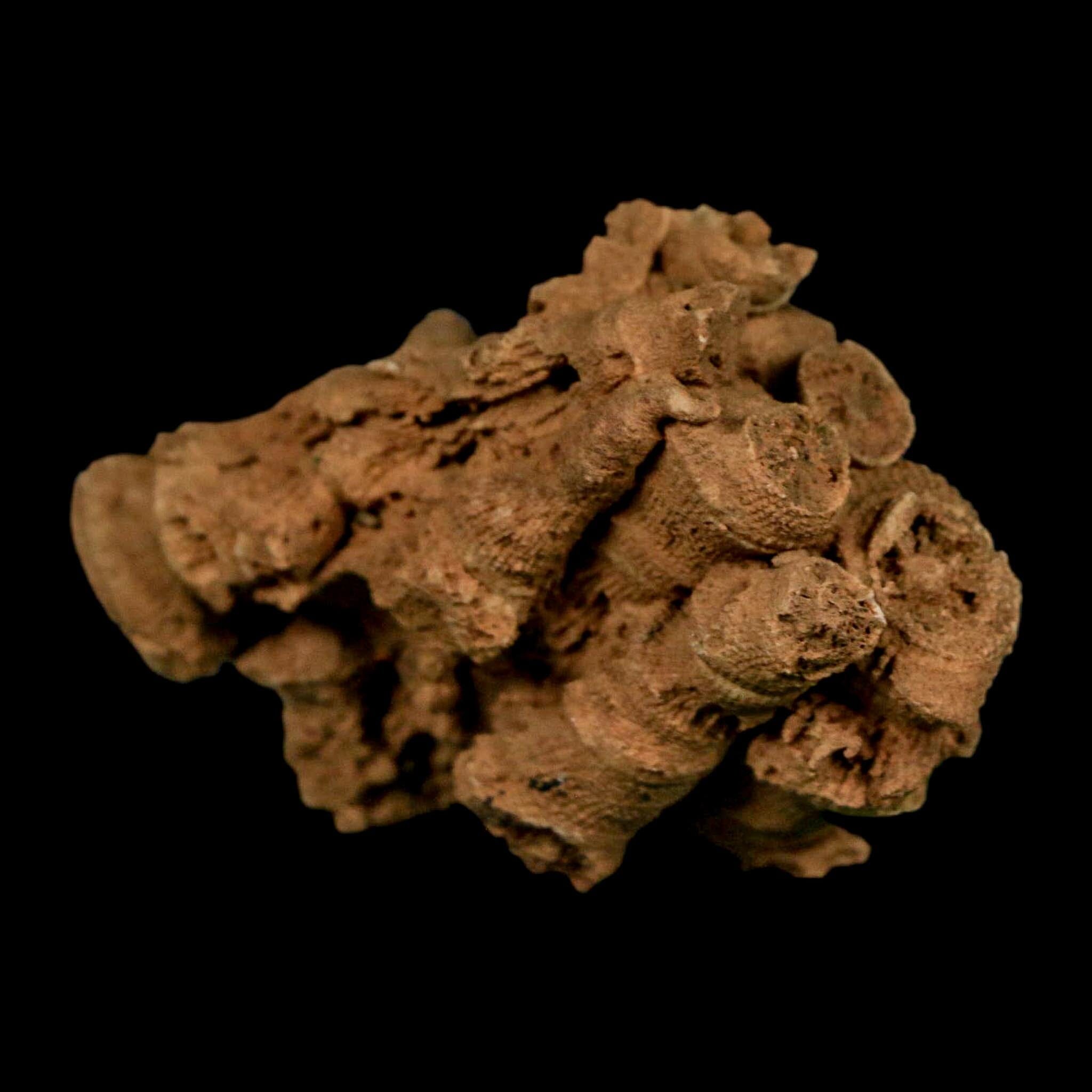 2.2" Colonial Rugose Coral Fossil Devonian Age Speed Quarry, Clark County, Indiana - Fossil Age Minerals